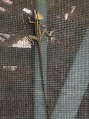Basiliscus vittatus