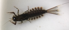 Isonychiidae