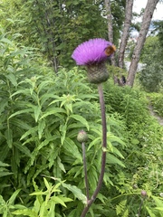 Cirsium heterophyllum