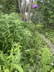 Cirsium heterophyllum