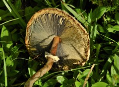Chlorophyllum molybdites image