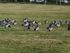 Branta leucopsis