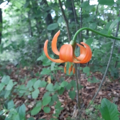 Lilium carniolicum