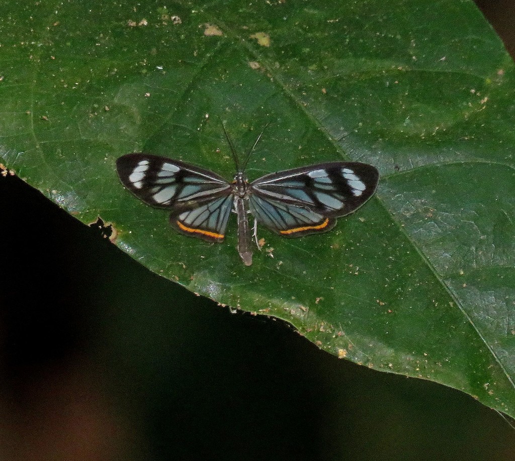 Dioptis fatima