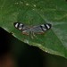 Dioptis - Photo (c) Sidnei Dantas, some rights reserved (CC BY-NC), uploaded by Sidnei Dantas