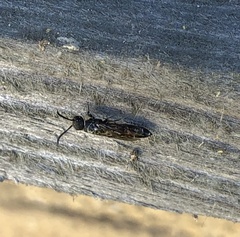 Sapygina decemguttata