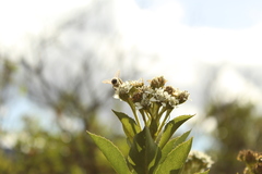 Verbesina centroboyacana