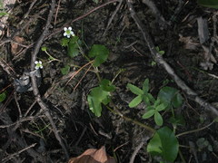 Caltha natans
