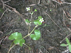Caltha natans