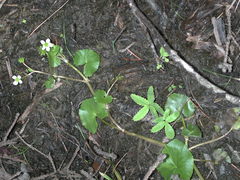 Caltha natans