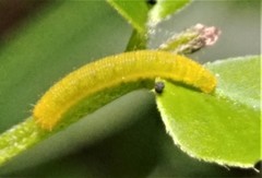 Phoebis philea