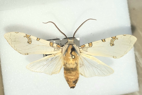 Davis' Tussock Moth photo 5