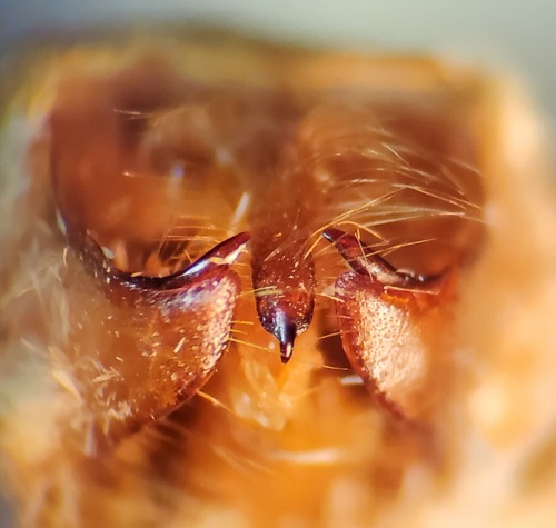Davis' Tussock Moth photo 3