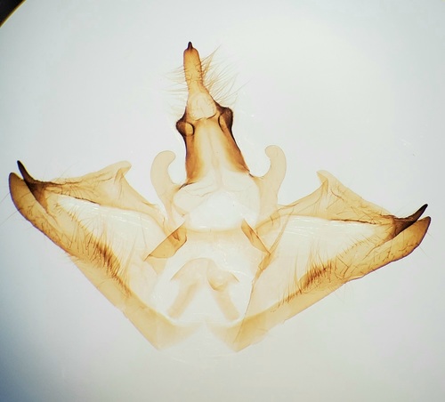 Davis' Tussock Moth photo 4