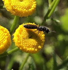 Sapygina decemguttata