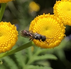 Sapygina decemguttata