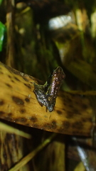 Epipedobates boulengeri