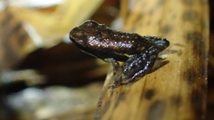 Epipedobates boulengeri