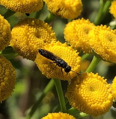 Sapygina decemguttata