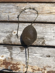 Pectinatella magnifica