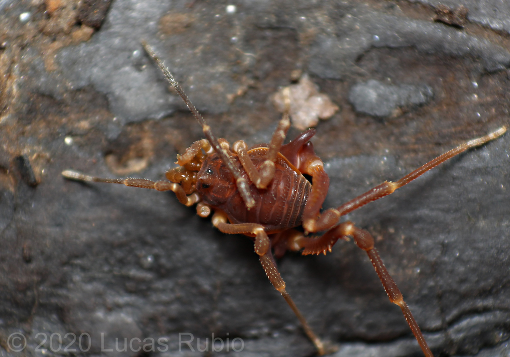 daddy longlegs