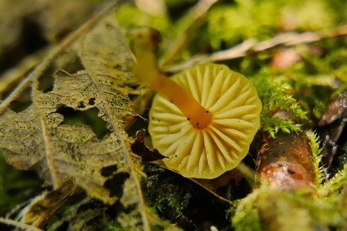 Hygrocybe parvula (Photo 2 of 4)