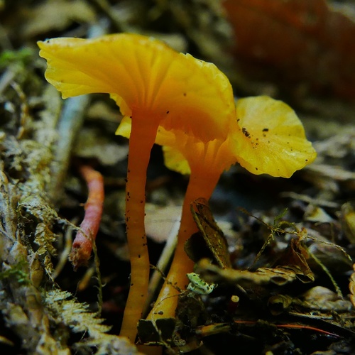 Hygrocybe parvula (Photo 3 of 4)