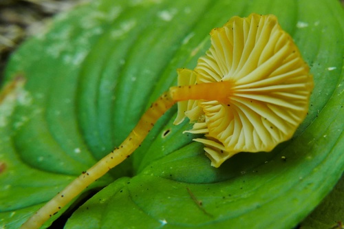 Hygrocybe parvula (Photo 4 of 4)