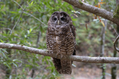 Strix occidentalis caurina