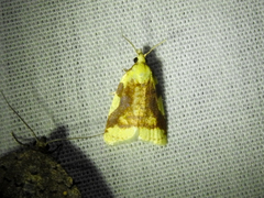 Cenopis niveana