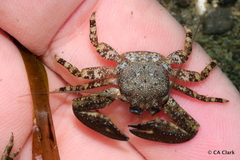 Petrolisthes manimaculis
