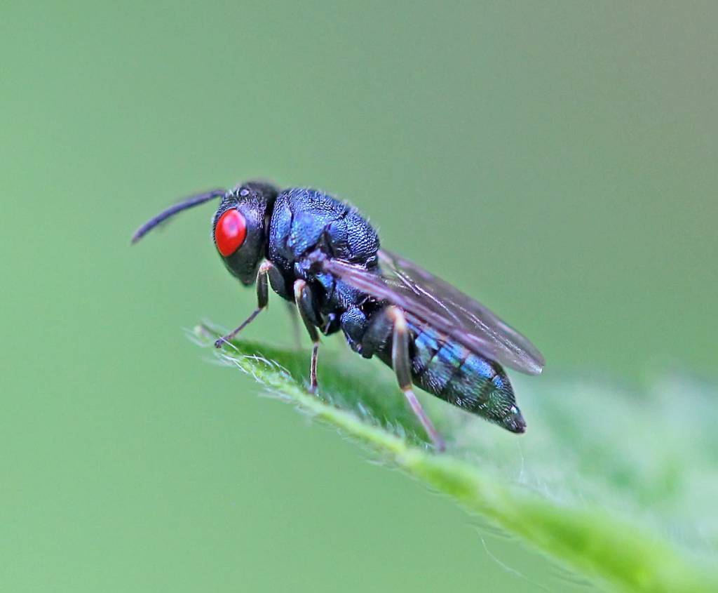 Norbanus scabriculus