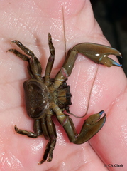 Petrolisthes manimaculis