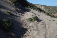 Trachyandra divaricata