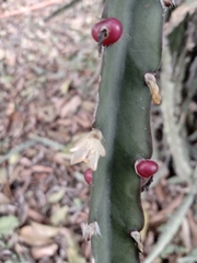 Lepismium cruciforme