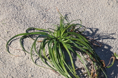 Trachyandra divaricata