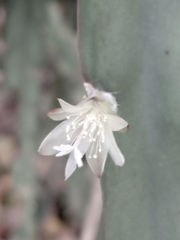 Lepismium cruciforme