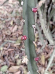 Lepismium cruciforme