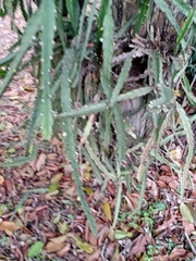 Lepismium cruciforme