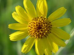 Arnica chamissonis chamissonis