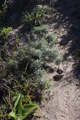 Calobota