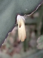 Lepismium cruciforme