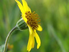 Arnica chamissonis chamissonis