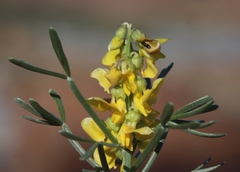 Calobota