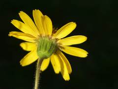 Arnica chamissonis chamissonis