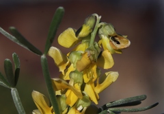 Calobota
