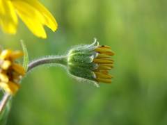 Arnica chamissonis chamissonis
