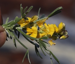 Calobota
