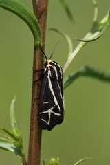 Apantesis franconia