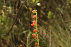 Echeveria bicolor